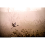 Mardi 08 novembre à 18h: L'homme et la nature, trouver l'équilibre (Nature Nomade)